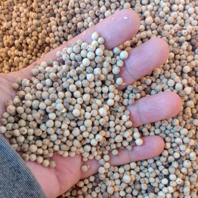 100088685_867204260410448_7286595142184599552_n